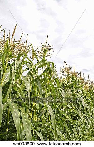Stock Image - A row of Corn stalks under a cloudy sky. Fotosearch