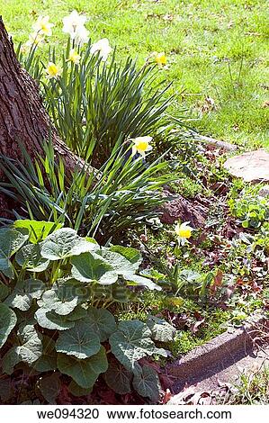 A side view of a garden bed at the base of a tree with daffodils blooming View Large Photo Image Stock Image - A side view of a garden bed at the base of a tree with daffodils blooming. Fotosearch