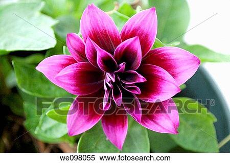 A single annual Dahlia blossom View Large Photo Image Stock Photography - A single annual Dahlia blossom. Fotosearch