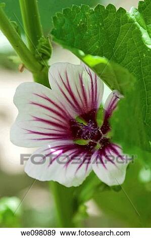 Stock Photo - A single bloom from the Malva Zebrina. Fotosearch