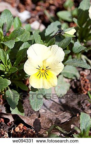 A single blooming yellow viola with black whiskers View Large Photo Image Stock Image - A single blooming yellow viola with black whiskers. Fotosearch