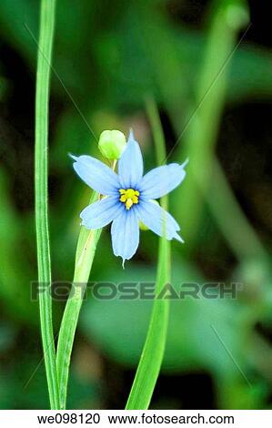 A single Blue Eyed Grass bloom View Large Photo Image Stock Image - A single Blue Eyed Grass bloom. Fotosearch