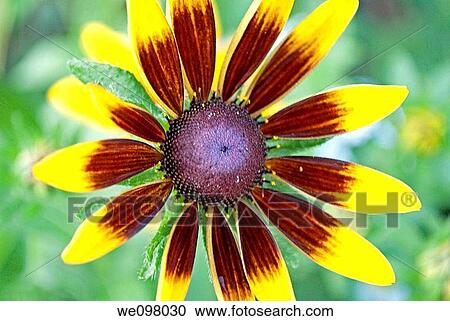 A single chocolate and yellow Rubeckia Hirta bloom View Large Photo Image Stock Image - A single chocolate and yellow Rubeckia Hirta bloom. Fotosearch