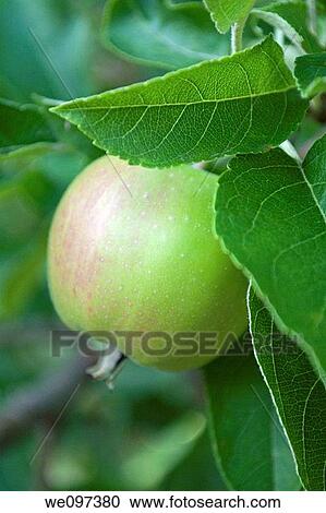 A single crabapple ripening on the tree View Large Photo Image Stock Image - A single crabapple ripening on the tree. Fotosearch