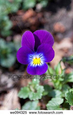 A single dark purple viola blooming in early April View Large Photo Image Stock Photography - A single dark purple viola blooming in early April. Fotosearch
