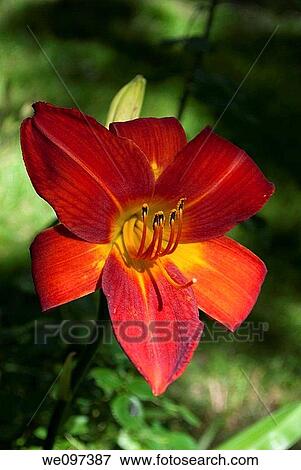Stock Photo - A single deep red daylily in full bloom. Fotosearch