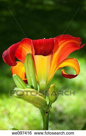 Stock Photograph - A single deep red daylily shown from the back. Fotosearch