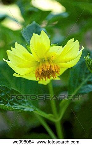 A single glowing yellow Dahlia blososm View Large Photo Image Picture - A single glowing yellow Dahlia blososm. Fotosearch