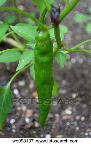 Stock Photo - A single green hot pepper on the plant. Fotosearch