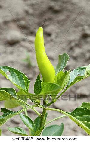Stock Photograph - A single hot Pepper still on the plant. Fotosearch