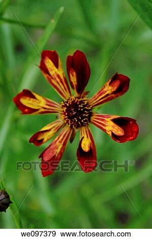 A single mostly red coreopsis called Quills and Thrills View Large Photo Image Stock Photo - A single mostly red coreopsis called Quills and Thrills. Fotosearch