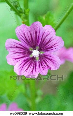 A single Mystic Merlin Malva View Large Photo Image Stock Photo - A single Mystic Merlin Malva. Fotosearch