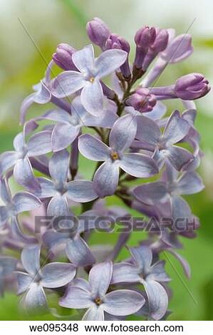 A single pannicle of a common lilac in bloom View Large Photo Image Stock Photo - A single pannicle of a common lilac in bloom. Fotosearch