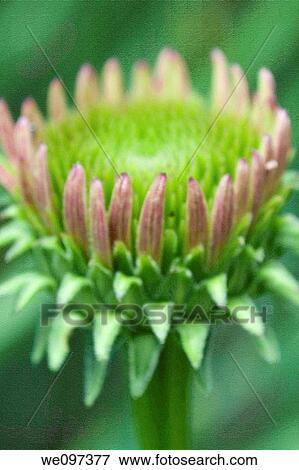 Stock Photo - A single pink coneflower bud with canvas effects on the background. Fotosearch