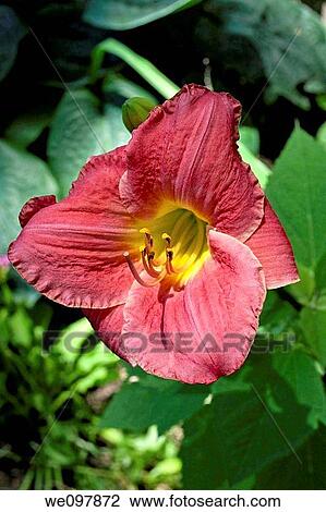 A single pink daylily with a yellow eye View Large Photo Image Stock Image - A single pink daylily with a yellow eye. Fotosearch