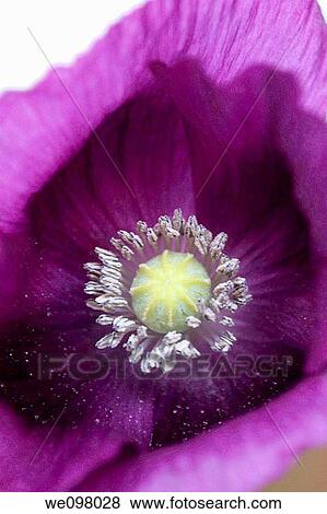 A single purple annual Poppy blossom View Large Photo Image Stock Photo - A single purple annual Poppy blossom. Fotosearch