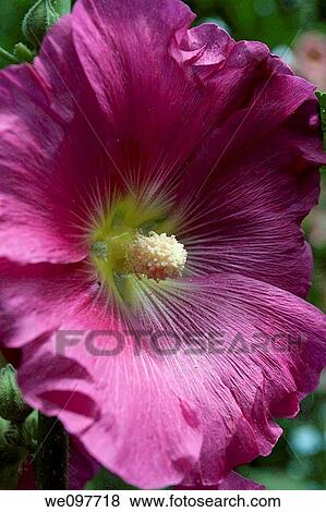 A single purple hollyhock bloom View Large Photo Image Stock Photo - A single purple hollyhock bloom. Fotosearch