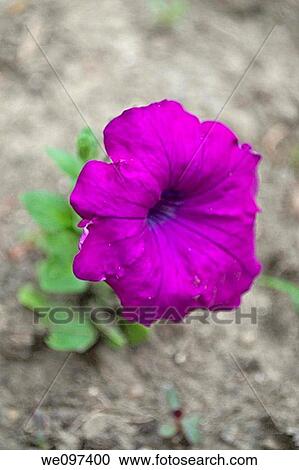 Stock Image - A single purple petunia blooming in harsh surroundings. Fotosearch
