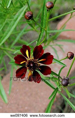 A single red coreopsis from the Quills and Thrills line View Large Photo Image Stock Photograph - A single red coreopsis from the Quills and Thrills line. Fotosearch