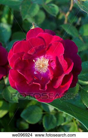 A single red rose in full bloom in Ohio View Large Photo Image Picture - A single red rose in full bloom in Ohio. Fotosearch