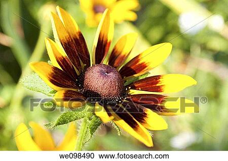 A single Rubeckia Hirta blossom View Large Photo Image Stock Image - A single Rubeckia Hirta blossom. Fotosearch
