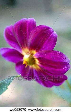 A single striped pink Dahlia blossom View Large Photo Image Stock Image - A single striped pink Dahlia blossom. Fotosearch