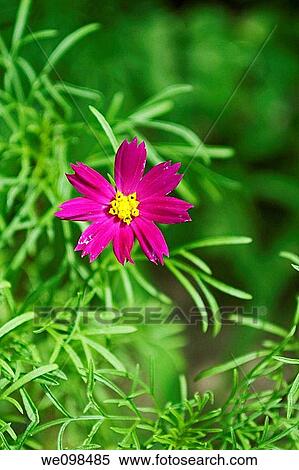 A single tiny pink Cosmo bloom View Large Photo Image Stock Photography - A single tiny pink Cosmo bloom. Fotosearch