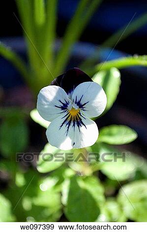 A single white and purple Pansy in a pot View Large Photo Image Stock Photo - A single white and purple Pansy in a pot. Fotosearch