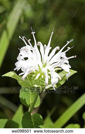 A single white Bee Balm blooming in the shade View Large Photo Image Stock Image - A single white Bee Balm blooming in the shade. Fotosearch