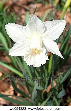 A single white daffodil View Large Photo Image Stock Photo - A single white daffodil. Fotosearch