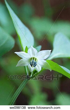 Stock Photo - A single white Pepper blossom. Fotosearch