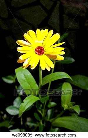 A single yellow calendula with a red center View Large Photo Image Stock Photography - A single yellow calendula with a red center. Fotosearch