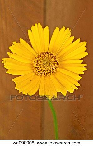 Stock Photo - A single yellow perennial Coreopsis bloom. Fotosearch