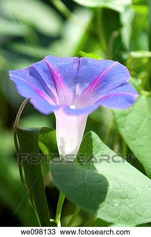 A small blue and purple Morning Glory facing upwards View Large Photo Image Stock Image - A small blue and purple Morning Glory facing upwards. Fotosearch