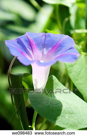 Stock Image - A small blue and purple Morning Glory facing upwards. Fotosearch