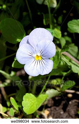 A small lilac colored viola in the garden View Large Photo Image Picture - A small lilac colored viola in the garden. Fotosearch