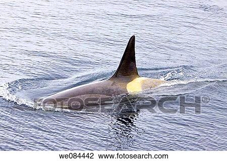 A small pod of about 12 Type B Orca Orcinus nanus encountered at 64? 55S 63? 16W in Southern Gerlache Strait near the western side of the Antarctic Peninsula, Antarctica This group was traveling in association with both humpback whales and Antarct View Large Photo Image Stock Image - A small pod of about 12 Type B Orca Orcinus nanus encountered at 64? 55S 63? 16W in Southern Gerlache Strait near the western side of the Antarctic Peninsula, Antarctica This group was traveling in association with both humpback whales and Antarct. Fotosearch