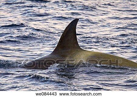 A small pod of three Type B Orca Orcinus nanus stalking and killing a seal in pack ice near Adelaide Island at 67? 09 9S 67? 39 2W below the Antarctic Circle on the western side of the Antarctic Peninsula, Antarctica Killer Whales are found in all View Large Photo Image Stock Image - A small pod of three Type B Orca Orcinus nanus stalking and killing a seal in pack ice near Adelaide Island at 67? 09 9S 67? 39 2W below the Antarctic Circle on the western side of the Antarctic Peninsula, Antarctica Killer Whales are found in all. Fotosearch
