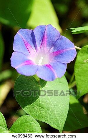 A small scalloped edge blue Morning Glory View Large Photo Image Stock Image - A small scalloped edge blue Morning Glory. Fotosearch