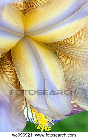 A softer image of the center of a yellow and purple iris View Large Photo Image Stock Image - A softer image of the center of a yellow and purple iris. Fotosearch