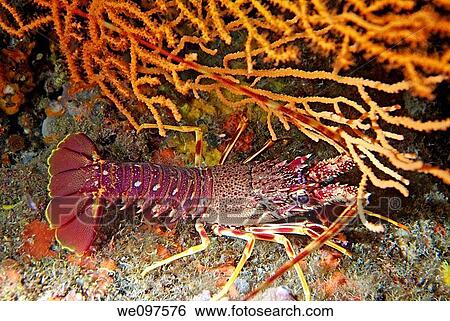 A Spiny Lobster Panulirus Elephas Searching For Food By Night, Marseille France View Large Photo Image Stock Photograph - A Spiny Lobster Panulirus Elephas Searching For Food By Night, Marseille France. Fotosearch