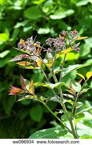 Picture - A spirea branch with small purple blooms. Fotosearch
