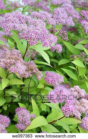 A spirea in full pink bloom View Large Photo Image Stock Image - A spirea in full pink bloom. Fotosearch