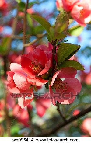 A spring blooming pink weigela shrub View Large Photo Image Picture - A spring blooming pink weigela shrub. Fotosearch