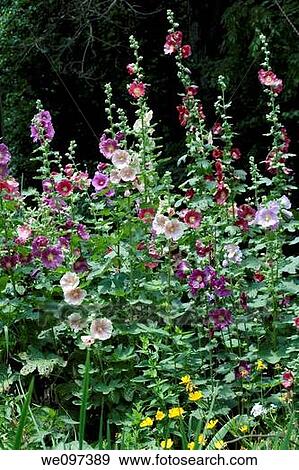 A stand of many different colored hollyhocks in full bloom with some coreopsis View Large Photo Image Stock Photo - A stand of many different colored hollyhocks in full bloom with some coreopsis. Fotosearch