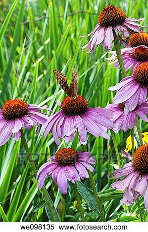 A stand of Purple Coneflowers being visited by an orange and black butterfly View Large Photo Image Stock Photography - A stand of Purple Coneflowers being visited by an orange and black butterfly. Fotosearch