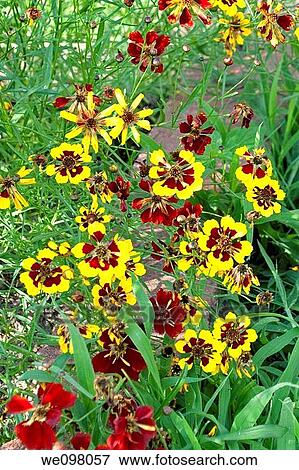 A stand of Quills and Thrills annual coreopsis View Large Photo Image Stock Photo - A stand of Quills and Thrills annual coreopsis. Fotosearch