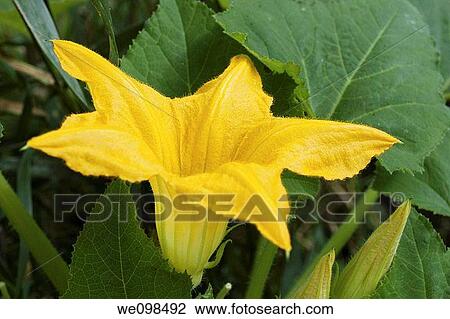 Stock Image - A star shaped yellow flower on a Squash plant. Fotosearch