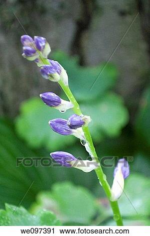 A stem full of purple hosta blossoms soon to open View Large Photo Image Stock Image - A stem full of purple hosta blossoms soon to open. Fotosearch