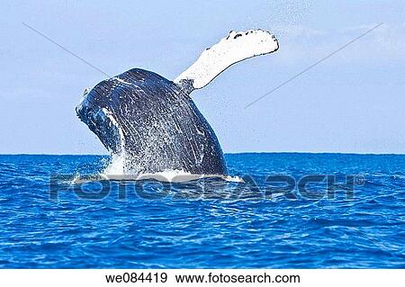 Stock Photo - A sub-adult humpback whale Megaptera novaeangliae breaching in the AuAu Channel between the islands of Maui and Lanai, Hawaii, USA Each year humpback whales return to these waters in the winter and spring to mate and give birth to their calves In the. Fotosearch
